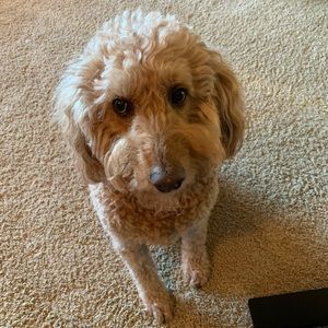 Meet your Posher, Sherry